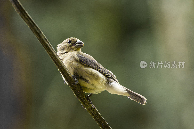 双领食种器(Sporophila caerulescens)